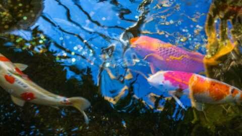 &Eta; &sigma;&eta;&mu;&alpha;&sigma;ί&alpha; &tau;&omega;&nu; &phi;ί&lambda;&tau;&rho;&omega;&nu; &kappa;&alpha;&iota; &tau;&omega;&nu; &alpha;&nu;&tau;&lambda;&iota;ώ&nu; &nu;&epsilon;&rho;&omicron;ύ &gamma;&iota;&alpha; &tau;&iota;&sigmaf; &lambda;ί&mu;&nu;&epsilon;&sigmaf;