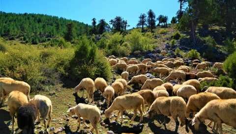 &Alpha;&nu;&alpha;&kappa;&omicron;ί&nu;&omega;&sigma;&eta; &gamma;&iota;&alpha; &tau;&eta;&nu; &epsilon;&xi;&iota;&sigma;&omega;&tau;&iota;&kappa;ή &alpha;&pi;&omicron;&zeta;&eta;&mu;ί&omega;&sigma;&eta; &alpha;&pi;ό &tau;&eta;&nu; &Pi;&epsilon;&rho;&iota;&phi;έ&rho;&epsilon;&iota;&alpha; &Eta;&pi;&epsilon;ί&rho;&omicron;&upsilon;