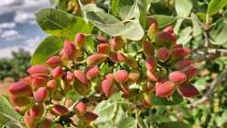 &Gamma;&epsilon;&omega;&rho;&gamma;&iota;&kappa;έ&sigmaf; &pi;&rho;&omicron;&epsilon;&iota;&delta;&omicron;&pi;&omicron;&iota;ή&sigma;&epsilon;&iota;&sigmaf; &gamma;&iota;&alpha; &tau;&eta; &Phi;&upsilon;&sigma;&tau;&iota;&kappa;&iota;ά