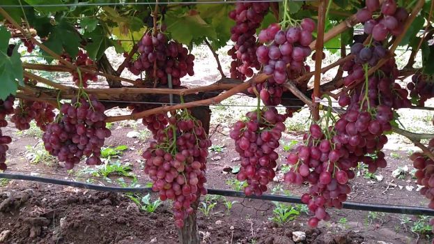 &Lambda;ά&kappa;&eta;&sigmaf; &Beta;&alpha;&sigma;&iota;&lambda;&epsilon;&iota;ά&delta;&eta;&sigmaf;: &Chi;&omicron;&rho;ή&gamma;&eta;&sigma;&eta; de minimis &sigma;&tau;&alpha; &sigma;&tau;&alpha;&phi;ύ&lambda;&iota;&alpha; &Gamma;&kappa;&rho;ί&mu;&sigma;&omicron;&nu; &pi;&omicron;&upsilon; &epsilon;ί&chi;&alpha;&nu; &mu;&epsilon;ί&nu;&epsilon;&iota; &epsilon;&kappa;&tau;ό&sigmaf; &pi;&lambda;&eta;&rho;&omega;&mu;ή&sigmaf;