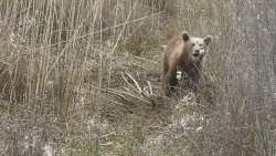 &Lambda;&alpha;&theta;&rho;&omicron;&kappa;&upsilon;&nu;&eta;&gamma;ό&sigmaf; &pi;&upsilon;&rho;&omicron;&beta;ό&lambda;&eta;&sigma;&epsilon; &kappa;&alpha;&iota; &sigma;&kappa;ό&tau;&omega;&sigma;&epsilon; έ&nu;&alpha; &alpha;&rho;&kappa;&omicron;&upsilon;&delta;ά&kappa;&iota; &mu;ό&lambda;&iota;&sigmaf; &lambda;ί&gamma;&omega;&nu; &mu;&eta;&nu;ώ&nu;