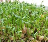 &Eta; &kappa;&alpha;&lambda;&lambda;&iota;έ&rho;&gamma;&epsilon;&iota;&alpha; &tau;&eta;&sigmaf; &phi;&alpha;&kappa;ή&sigmaf;