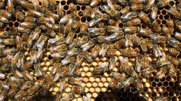 Έ&gamma;&kappa;&rho;&iota;&sigma;&eta; &epsilon;&pi;&iota;&chi;&omicron;&rho;ή&gamma;&eta;&sigma;&eta;&sigmaf; &mu;&epsilon;&lambda;&iota;&sigma;&sigma;&omicron;&kappa;&omicron;&mu;&iota;&kappa;ώ&nu; &pi;&rho;&omicron;&gamma;&rho;&alpha;&mu;&mu;ά&tau;&omega;&nu;