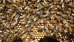 Έ&gamma;&kappa;&rho;&iota;&sigma;&eta; &epsilon;&pi;&iota;&chi;&omicron;&rho;ή&gamma;&eta;&sigma;&eta;&sigmaf; &mu;&epsilon;&lambda;&iota;&sigma;&sigma;&omicron;&kappa;&omicron;&mu;&iota;&kappa;ώ&nu; &pi;&rho;&omicron;&gamma;&rho;&alpha;&mu;&mu;ά&tau;&omega;&nu;