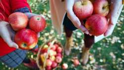 &Xi;&epsilon;&kappa;ί&nu;&eta;&sigma;&epsilon; &eta; &sigma;&upsilon;&gamma;&kappa;&omicron;&mu;&iota;&delta;ή &tau;&omega;&nu; &omicron;&rho;&epsilon;&iota;&nu;ώ&nu; &mu;ή&lambda;&omega;&nu; &tau;&omicron;&upsilon; &Beta;&epsilon;&rho;&mu;ί&omicron;&upsilon;