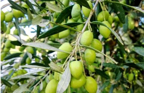 &Tau;&omicron; &epsilon;&iota;&delta;&iota;&kappa;ό &lambda;ί&pi;&alpha;&sigma;&mu;&alpha; &pi;&omicron;&upsilon; &epsilon;&pi;&iota;&tau;&upsilon;&gamma;&chi;ά&nu;&epsilon;&iota; &pi;&rho;&omega;ϊ&mu;ό&tau;&eta;&tau;&alpha; &pi;&alpha;&rho;&alpha;&gamma;&omega;&gamma;ή&sigmaf; , &alpha;ύ&xi;&eta;&sigma;&eta; &tau;&eta;&sigmaf; &epsilon;&lambda;&alpha;&iota;&omicron;&pi;&omicron;ί&eta;&sigma;&eta;&sigmaf; &kappa;&alpha;&iota; &mu;&epsilon;&gamma;έ&theta;&omicron;&upsilon;&sigmaf; &tau;&omega;&nu; &kappa;&alpha;&rho;&pi;ώ&nu;