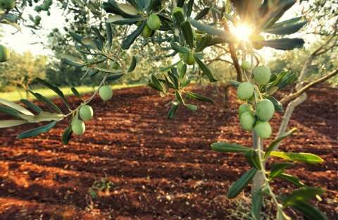 &Kappa;&alpha;&lambda;&lambda;&iota;&epsilon;&rho;&gamma;&epsilon;ί&sigmaf; &epsilon;&lambda;&iota;έ&sigmaf; &kappa;&alpha;&iota; έ&chi;&epsilon;&iota;&sigmaf; &theta;έ&mu;&alpha; &mu;&epsilon; &Beta;&epsilon;&rho;&tau;&iota;&sigma;ί&lambda;&iota;&omicron;? (&Beta;ί&nu;&tau;&epsilon;&omicron;)