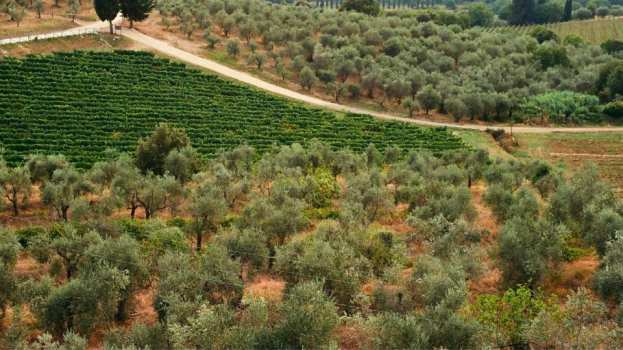 &Gamma;&epsilon;&omega;&rho;&gamma;&iota;&kappa;έ&sigmaf; &pi;&rho;&omicron;&epsilon;&iota;&delta;&omicron;&pi;&omicron;&iota;ή&sigma;&epsilon;&iota;&sigmaf; &gamma;&iota;&alpha; &tau;&eta;&nu; &Epsilon;&lambda;&iota;ά | &Alpha;&gamma;&rho;&omicron;&tau;&iota;&kappa;ά &nu;έ&alpha; IMATHIOTIKIGI.GR