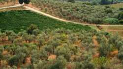 &Gamma;&epsilon;&omega;&rho;&gamma;&iota;&kappa;έ&sigmaf; &pi;&rho;&omicron;&epsilon;&iota;&delta;&omicron;&pi;&omicron;&iota;ή&sigma;&epsilon;&iota;&sigmaf; &gamma;&iota;&alpha; &tau;&eta;&nu; &Epsilon;&lambda;&iota;ά | &Alpha;&gamma;&rho;&omicron;&tau;&iota;&kappa;ά &nu;έ&alpha; IMATHIOTIKIGI.GR