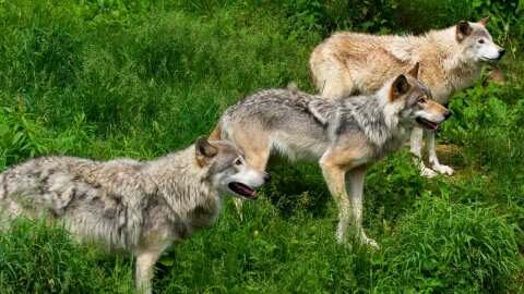 &Mu;&pi;&rho;&omicron;&sigma;&tau;ά &sigma;&epsilon; 3 &lambda;ύ&kappa;&omicron;&upsilon;&sigmaf; &beta;&rho;έ&theta;&eta;&kappa;&epsilon; &alpha;&gamma;&rho;ό&tau;&eta;&sigmaf; &alpha;&pi;ό &tau;&eta;&nu; &Eta;&mu;&alpha;&theta;ί&alpha; &epsilon;&nu;ώ &epsilon;&kappa;&tau;&epsilon;&lambda;&omicron;ύ&sigma;&epsilon; &epsilon;&rho;&gamma;&alpha;&sigma;ί&epsilon;&sigmaf; &sigma;&tau;&omicron; &chi;&omega;&rho;ά&phi;&iota;