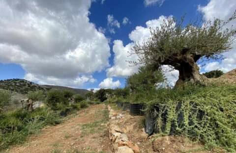 &Alpha;&iota;&omega;&nu;ό&beta;&iota;&alpha; &epsilon;&lambda;&alpha;&iota;ό&delta;&epsilon;&nu;&tau;&rho;&alpha; &theta;&alpha; &upsilon;&pi;&omicron;&delta;έ&chi;&omicron;&nu;&tau;&alpha;&iota; &tau;&omicron;&nu; &kappa;ό&sigma;&mu;&omicron; &sigma;&tau;&omicron; &nu;έ&omicron; &delta;&iota;&epsilon;&theta;&nu;έ&sigmaf; &alpha;&epsilon;&rho;&omicron;&delta;&rho;ό&mu;&iota;&omicron; &tau;&omicron;&upsilon; &Eta;&rho;&alpha;&kappa;&lambda;&epsilon;ί&omicron;&upsilon;