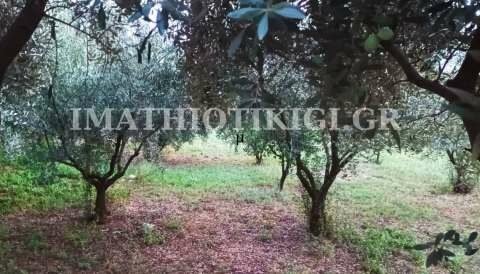 &Gamma;&epsilon;&omega;&rho;&gamma;&iota;&kappa;έ&sigmaf; &pi;&rho;&omicron;&epsilon;&iota;&delta;&omicron;&pi;&omicron;&iota;ή&sigma;&epsilon;&iota;&sigmaf; &gamma;&iota;&alpha; &tau;&eta;&nu; &Epsilon;&lambda;&iota;ά