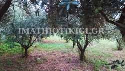 &Gamma;&epsilon;&omega;&rho;&gamma;&iota;&kappa;έ&sigmaf; &pi;&rho;&omicron;&epsilon;&iota;&delta;&omicron;&pi;&omicron;&iota;ή&sigma;&epsilon;&iota;&sigmaf; &gamma;&iota;&alpha; &tau;&eta;&nu; &Epsilon;&lambda;&iota;ά