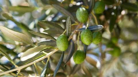 &Omicron;&iota; &alpha;&pi;&omicron;&phi;ά&sigma;&epsilon;&iota;&sigmaf; &pi;&omicron;&upsilon; &epsilon;&lambda;ή&phi;&theta;&eta;&sigma;&alpha;&nu; &sigma;&tau;&eta;&nu; &Gamma;&epsilon;&nu;&iota;&kappa;ή &Sigma;&upsilon;&nu;έ&lambda;&epsilon;&upsilon;&sigma;&eta; &tau;&eta;&sigmaf; &Delta;&Omicron;&Epsilon;&Pi;&Epsilon;&Lambda;