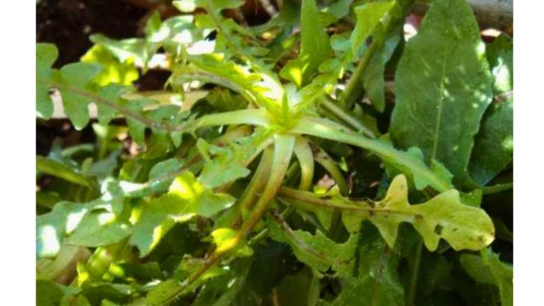 &Pi;&iota;&kappa;&rho;&alpha;&lambda;ί&delta;&alpha; &eta; &Alpha;&gamma;&rho;&iota;&omicron;&rho;ά&delta;&iota;&kappa;&omicron; - Έ&nu;&alpha; &iota;&sigma;&chi;&upsilon;&rho;ό &phi;ά&rho;&mu;&alpha;&kappa;&omicron; &tau;&eta;&sigmaf; &phi;ύ&sigma;&eta;&sigmaf;