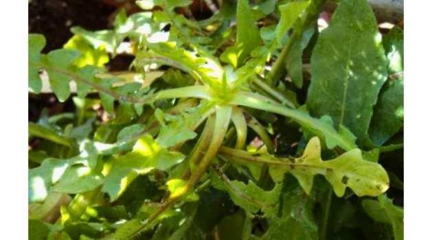 &Pi;&iota;&kappa;&rho;&alpha;&lambda;ί&delta;&alpha; &eta; &Alpha;&gamma;&rho;&iota;&omicron;&rho;ά&delta;&iota;&kappa;&omicron; - Έ&nu;&alpha; &iota;&sigma;&chi;&upsilon;&rho;ό &phi;ά&rho;&mu;&alpha;&kappa;&omicron; &tau;&eta;&sigmaf; &phi;ύ&sigma;&eta;&sigmaf;