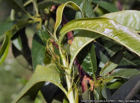 &Gamma;&epsilon;&omega;&rho;&gamma;&iota;&kappa;έ&sigmaf; &pi;&rho;&omicron;&epsilon;&iota;&delta;&omicron;&pi;&omicron;&iota;ή&sigma;&epsilon;&iota;&sigmaf; &gamma;&iota;&alpha; &tau;&eta;&nu; &Rho;&omicron;&delta;&alpha;&kappa;&iota;&nu;&iota;ά