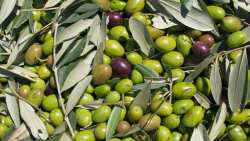 &Iota;&delta;&iota;&alpha;ί&tau;&epsilon;&rho;&alpha; &epsilon;&upsilon;&nu;&omicron;ϊ&kappa;έ&sigmaf; &sigma;&upsilon;&nu;&theta;ή&kappa;&epsilon;&sigmaf; &gamma;&iota;&alpha; &tau;&eta;&nu; &epsilon;&mu;&phi;ά&nu;&iota;&sigma;&eta; &alpha;&sigma;&theta;&epsilon;&nu;&epsilon;&iota;ώ&nu; &sigma;&tau;&eta;&nu; &Epsilon;&lambda;&iota;ά