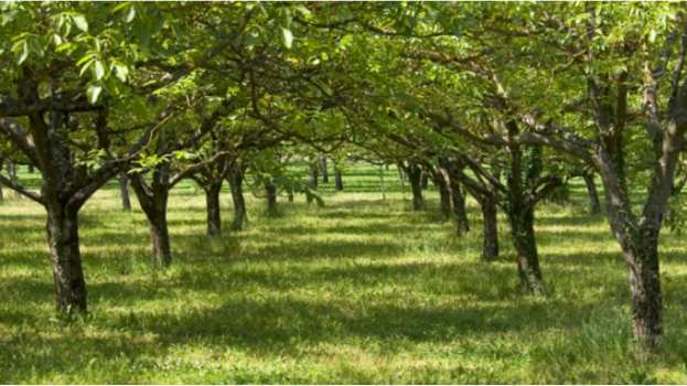 &Gamma;&epsilon;&omega;&rho;&gamma;&iota;&kappa;έ&sigmaf; &pi;&rho;&omicron;&epsilon;&iota;&delta;&omicron;&pi;&omicron;&iota;ή&sigma;&epsilon;&iota;&sigmaf; &gamma;&iota;&alpha; &tau;&eta;&nu; &Kappa;&alpha;&rho;&upsilon;&delta;&iota;ά