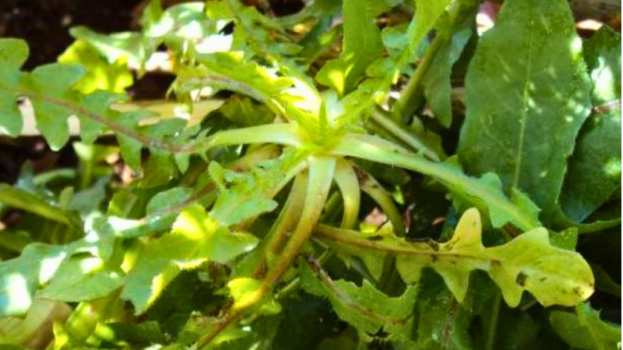 &Pi;&iota;&kappa;&rho;&alpha;&lambda;ί&delta;&alpha; &eta; &Alpha;&gamma;&rho;&iota;&omicron;&rho;ά&delta;&iota;&kappa;&omicron; - Έ&nu;&alpha; &iota;&sigma;&chi;&upsilon;&rho;ό &phi;ά&rho;&mu;&alpha;&kappa;&omicron; &tau;&eta;&sigmaf; &phi;ύ&sigma;&eta;&sigmaf;