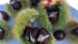 &Epsilon;&xi;&alpha;&iota;&rho;&epsilon;&tau;&iota;&kappa;ή &pi;&omicron;&iota;&kappa;&iota;&lambda;ί&alpha; &kappa;ά&sigma;&tau;&alpha;&nu;&omicron;&upsilon; &sigma;&epsilon; &Upsilon;&pi;&omicron;&delta;&epsilon;&iota;&gamma;&mu;&alpha;&tau;&iota;&kappa;ό &Kappa;&tau;ή&mu;&alpha; 100 &Sigma;&tau;&rho;&epsilon;&mu;&mu;ά&tau;&omega;&nu; &sigma;&tau;&omicron;&nu; &Tau;&rho;&iota;&pi;ό&tau;&alpha;&mu;&omicron; &Eta;&mu;&alpha;&theta;ί&alpha;&sigmaf;