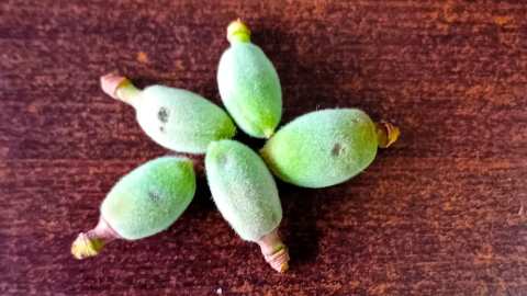 &Chi;&alpha;&lambda;&alpha;&zeta;ό&pi;&tau;&omega;&sigma;&eta; &pi;&rho;&omicron;&kappa;ά&lambda;&epsilon;&sigma;&epsilon; &zeta;&eta;&mu;&iota;έ&sigmaf; &sigma;&epsilon; &beta;&epsilon;&rho;ί&kappa;&omicron;&kappa;&alpha; &sigma;&tau;&eta;&nu; &Pi;&alpha;&lambda;&alpha;&iota;ά &Lambda;&upsilon;&kappa;&omicron;&gamma;&iota;ά&nu;&nu;&eta; &sigma;&tau;&eta;&nu; &Eta;&mu;&alpha;&theta;ί&alpha; | &Alpha;&gamma;&rho;&omicron;&tau;&iota;&kappa;ά &nu;έ&alpha; IMATHIOTIKIGI.GR