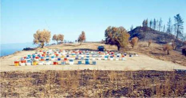 &Omicron; &mu;&epsilon;&lambda;&iota;&sigma;&sigma;&omicron;&kappa;ό&mu;&omicron;&sigmaf;, &omicron;&iota; &delta;&alpha;&sigma;&iota;&kappa;έ&sigmaf; &pi;&upsilon;&rho;&kappa;&alpha;&gamma;&iota;έ&sigmaf; &kappa;&alpha;&iota; &eta; &pi;&rho;ό&lambda;&eta;&psi;ή &tau;&omicron;&upsilon;&sigmaf;