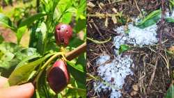 Έ&nu;&tau;&omicron;&nu;&eta; &chi;&alpha;&lambda;&alpha;&zeta;ό&pi;&tau;&omega;&sigma;&eta; έ&pi;&lambda;&eta;&xi;&epsilon; &delta;&epsilon;&nu;&delta;&rho;&omicron;&kappa;&alpha;&lambda;&lambda;&iota;έ&rho;&gamma;&epsilon;&iota;&epsilon;&sigmaf; &sigma;&tau;&omicron; &Delta;ή&mu;&omicron; &Beta;έ&rho;&omicron;&iota;&alpha;&sigmaf;