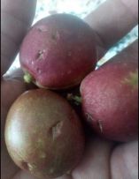 &Mu;&epsilon;&gamma;ά&lambda;&omicron; &pi;&lambda;ή&gamma;&mu;&alpha; &delta;έ&chi;&tau;&eta;&kappa;&epsilon; &eta; &Iota;&tau;&alpha;&lambda;&iota;&kappa;ή &pi;&alpha;&rho;&alpha;&gamma;&omega;&gamma;ή &alpha;&pi;ό &alpha;&kappa;&rho;&alpha;ί&alpha; &kappa;&alpha;&iota;&rho;&iota;&kappa;ά &phi;&alpha;&iota;&nu;ό&mu;&epsilon;&nu;&alpha; - &Chi;&alpha;&lambda;&alpha;&zeta;&omicron;&pi;&tau;ώ&sigma;&epsilon;&iota;&sigmaf;, &iota;&sigma;&chi;&upsilon;&rho;έ&sigmaf; &beta;&rho;&omicron;&chi;&omicron;&pi;&tau;ώ&sigma;&epsilon;&iota;&sigmaf; &kappa;&alpha;&iota; &alpha;&nu;&epsilon;&mu;&omicron;&theta;ύ&epsilon;&lambda;&lambda;&epsilon;&sigmaf;