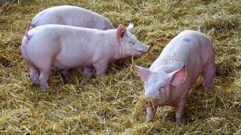 &Alpha;&phi;&rho;&iota;&kappa;&alpha;&nu;&iota;&kappa;ή &Pi;&alpha;&nu;ώ&lambda;&eta;: &Sigma;ύ&sigma;&kappa;&epsilon;&psi;&eta; &sigma;&tau;&eta;&nu; &Pi;&Kappa;&Mu; &mu;&epsilon; &pi;&rho;&omega;&tau;&omicron;&beta;&omicron;&upsilon;&lambda;ί&alpha; &tau;&omicron;&upsilon; &Alpha;&upsilon;&gamma;&epsilon;&nu;ά&kappa;&eta;