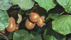 &Epsilon;&sigma;ύ έ&chi;&epsilon;&iota;&sigmaf; &delta;&epsilon;&iota; &pi;&omicron;&tau;έ &pi;&omega;&sigmaf; &gamma;ί&nu;&epsilon;&tau;&alpha;&iota; &omicron; &Epsilon;&mu;&beta;&omicron;&lambda;&iota;&alpha;&sigma;&mu;ό&sigmaf; &tau;&eta;&sigmaf; &Alpha;&kappa;&tau;&iota;&nu;&iota;&delta;&iota;ά&sigmaf;? (&Beta;ί&nu;&tau;&epsilon;&omicron;)