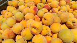 &Sigma;&upsilon;&mu;&pi;ύ&rho;&eta;&nu;&omicron; &rho;&omicron;&delta;ά&kappa;&iota;&nu;&omicron;: &Sigma;&tau;&alpha; ί&delta;&iota;&alpha; &epsilon;&pi;ί&pi;&epsilon;&delta;&alpha; &mu;&epsilon; &pi;έ&rho;&upsilon;&sigma;&iota; &omicron;&iota; &tau;&iota;&mu;έ&sigmaf; | &Alpha;&gamma;&rho;&omicron;&tau;&iota;&kappa;ά &nu;έ&alpha; IMATHIOTIKIGI.GR