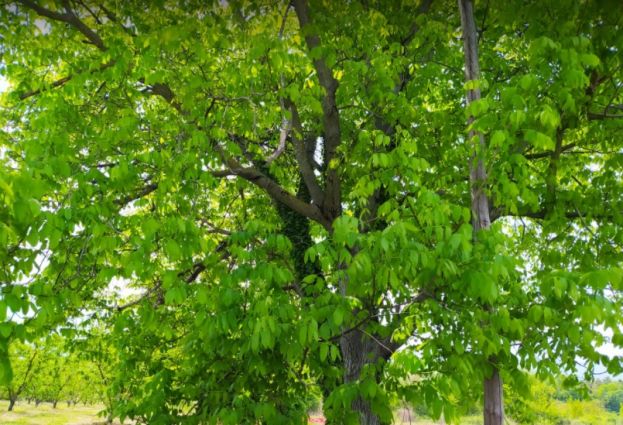 &Gamma;&epsilon;&omega;&rho;&gamma;&iota;&kappa;έ&sigmaf; &pi;&rho;&omicron;&epsilon;&iota;&delta;&omicron;&pi;&omicron;&iota;ή&sigma;&epsilon;&iota;&sigmaf; &gamma;&iota;&alpha; &tau;&eta;&nu; &Kappa;&alpha;&rho;&upsilon;&delta;&iota;ά