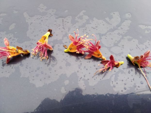 &Gamma;&iota;&alpha; &pi;&omicron;&iota;&omicron;&upsilon;&sigmaf; &pi;&alpha;&rho;&alpha;&gamma;&omega;&gamma;&omicron;ύ&sigmaf; &kappa;&alpha;&theta;&upsilon;&sigma;&tau;&epsilon;&rho;&epsilon;ί &eta; &pi;&lambda;&eta;&rho;&omega;&mu;ή &alpha;&pi;&omicron;&zeta;&eta;&mu;&iota;ώ&sigma;&epsilon;&omega;&nu; (&Epsilon;&Lambda;&Gamma;&Alpha;) - &Epsilon;&mu;&phi;&alpha;&nu;&epsilon;ί&sigmaf; &omicron;&iota; &zeta;&eta;&mu;&iota;έ&sigmaf; &pi;&omicron;&upsilon; &pi;&rho;&omicron;&kappa;ά&lambda;&epsilon;&sigma;&epsilon; &omicron; &pi;&alpha;&gamma;&epsilon;&tau;ό&sigmaf; &sigma;&epsilon; &rho;&omicron;&delta;&alpha;&kappa;&iota;&nu;&iota;έ&sigmaf; &kappa;&alpha;&iota; &nu;&epsilon;&kappa;&tau;&alpha;&rho;&iota;&nu;&iota;έ&sigmaf; (&Phi;&omega;&tau;&omicron;&gamma;&rho;&alpha;&phi;ί&epsilon;&sigmaf;)