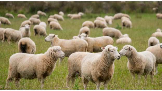 &Eta; PPR &sigma;&epsilon; "MH" &sigma;&upsilon;&nu;&epsilon;&rho;&gamma;&alpha;&sigma;ί&alpha; &mu;&epsilon; &tau;&omicron;&upsilon;&sigmaf; &kappa;&alpha;&tau;ό&chi;&omicron;&upsilon;&sigmaf; &zeta;ώ&omega;&nu;