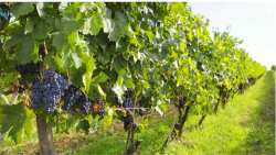 &Kappa;&Epsilon;&Omicron;&Sigma;&Omicron;&Epsilon;: &Nu;έ&alpha; &Upsilon;&pi;&omicron;&upsilon;&rho;&gamma;&iota;&kappa;ή &Alpha;&pi;ό&phi;&alpha;&sigma;&eta; &gamma;&iota;&alpha; &tau;&iota;&sigmaf; ά&delta;&epsilon;&iota;&epsilon;&sigmaf; &phi;ύ&tau;&epsilon;&upsilon;&sigma;&eta;&sigmaf;