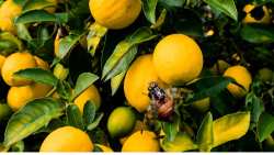 &Phi;&upsilon;&tau;&omicron;&pi;&rho;&omicron;&sigma;&tau;&alpha;&sigma;ί&alpha; &sigma;&tau;&alpha; &epsilon;&sigma;&pi;&epsilon;&rho;&iota;&delta;&omicron;&epsilon;&iota;&delta;ή