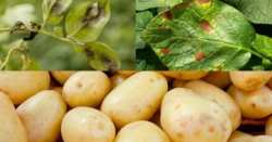 &Gamma;&epsilon;&omega;&rho;&gamma;&iota;&kappa;έ&sigmaf; &pi;&rho;&omicron;&epsilon;&iota;&delta;&omicron;&pi;&omicron;&iota;ή&sigma;&epsilon;&iota;&sigmaf; &gamma;&iota;&alpha; &tau;&eta;&nu; &Pi;&alpha;&tau;ά&tau;&alpha;