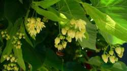 &Beta;ό&tau;&alpha;&nu;&alpha; &gamma;&iota;&alpha; &chi;&omicron;&lambda;&eta;&sigma;&tau;&epsilon;&rho;ί&nu;&eta; &kappa;&alpha;&iota; &pi;ί&epsilon;&sigma;&eta;