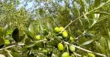 &Pi;&epsilon;&rho;&iota;&phi;έ&rho;&epsilon;&iota;&alpha; &Sigma;&tau;&epsilon;&rho;&epsilon;ά&sigmaf; &Epsilon;&lambda;&lambda;ά&delta;&alpha;&sigmaf;: &Omicron;&lambda;&omicron;&kappa;&lambda;&eta;&rho;ώ&theta;&eta;&kappa;&epsilon; &omicron; &pi;&rho;ώ&tau;&omicron;&sigmaf; &delta;&omicron;&lambda;&omega;&mu;&alpha;&tau;&iota;&kappa;ό&sigmaf; &psi;&epsilon;&kappa;&alpha;&sigma;&mu;ό&sigmaf; &gamma;&iota;&alpha; &tau;&omicron;&nu; &delta;ά&kappa;&omicron; &tau;&eta;&sigmaf; &epsilon;&lambda;&iota;ά&sigmaf;