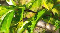 &Tau;&rho;ό&pi;&omicron;&iota; &alpha;&nu;&tau;&iota;&mu;&epsilon;&tau;ώ&pi;&iota;&sigma;&eta;&sigmaf; &tau;&omicron;&upsilon; &kappa;&lambda;&epsilon;&omicron;&nu;&omicron;ύ