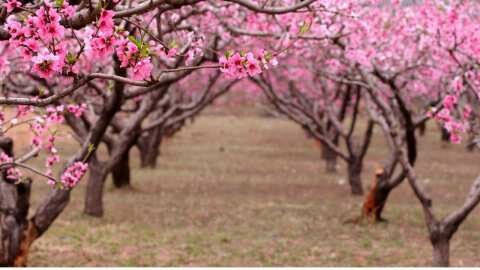 &Alpha;&nu;&tau;&iota;&pi;&alpha;&gamma;&epsilon;&tau;&iota;&kappa;ό &gamma;&iota;&alpha; &delta;έ&nu;&tau;&rho;&alpha; &mu;&epsilon; έ&xi;&tau;&rho;&alpha; &iota;&delta;&iota;ό&tau;&eta;&tau;&epsilon;&sigmaf; &gamma;&iota;&alpha; &tau;&alpha; &Phi;&upsilon;&tau;ά! (&Beta;ί&nu;&tau;&epsilon;&omicron;)