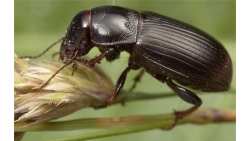 &Pi;&omega;&sigmaf; &nu;&alpha; &alpha;&nu;&tau;&iota;&mu;&epsilon;&tau;&omega;&pi;ί&sigma;&epsilon;&tau;&epsilon; έ&nu;&alpha;&nu; &alpha;&pi;ό &tau;&omicron;&upsilon;&sigmaf; &sigma;&eta;&mu;&alpha;&nu;&tau;&iota;&kappa;ό&tau;&epsilon;&rho;&omicron;&upsilon;&sigmaf; &epsilon;&chi;&theta;&rho;&omicron;ύ&sigmaf; &tau;&omega;&nu; &sigma;&iota;&tau;&eta;&rho;ώ&nu;, &tau;&omicron;&nu; &zeta;ά&beta;&rho;&omicron;