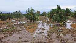 &Theta;&epsilon;&sigma;&pi;&rho;&omega;&tau;ί&alpha;: &Pi;&lambda;&eta;&mu;&mu;ύ&rho;&iota;&sigma;&alpha;&nu; &chi;&iota;&lambda;&iota;ά&delta;&epsilon;&sigmaf; &sigma;&tau;&rho;έ&mu;&mu;&alpha;&tau;&alpha; &kappa;&alpha;&lambda;&lambda;&iota;&epsilon;&rho;&gamma;&epsilon;&iota;ώ&nu; &pi;&omicron;&rho;&tau;&omicron;&kappa;&alpha;&lambda;&iota;ώ&nu; &kappa;&alpha;&iota; &lambda;&epsilon;&mu;&omicron;&nu;&iota;ώ&nu;