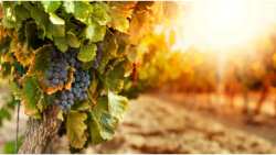 &Gamma;&epsilon;&omega;&rho;&gamma;&iota;&kappa;έ&sigmaf; &pi;&rho;&omicron;&epsilon;&iota;&delta;&omicron;&pi;&omicron;&iota;ή&sigma;&epsilon;&iota;&sigmaf; &gamma;&iota;&alpha; &tau;&omicron; &Alpha;&mu;&pi;έ&lambda;&iota;