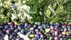 &Gamma;&epsilon;&omega;&rho;&gamma;&iota;&kappa;έ&sigmaf; &Pi;&rho;&omicron;&epsilon;&iota;&delta;&omicron;&pi;&omicron;&iota;ή&sigma;&epsilon;&iota;&sigmaf; &gamma;&iota;&alpha; &tau;&eta;&nu; &Epsilon;&lambda;&iota;ά