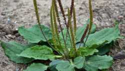 &Pi;&epsilon;&nu;&tau;ά&nu;&epsilon;&upsilon;&rho;&omicron; - &Tau;&omicron; &phi;&upsilon;&tau;ό &mu;&epsilon; &tau;&iota;&sigmaf; &theta;&epsilon;&rho;&alpha;&pi;&epsilon;&upsilon;&tau;&iota;&kappa;έ&sigmaf; &iota;&delta;&iota;ό&tau;&eta;&tau;&epsilon;&sigmaf;