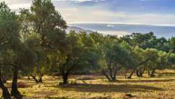 &Gamma;&epsilon;&omega;&rho;&gamma;&iota;&kappa;έ&sigmaf; &pi;&rho;&omicron;&epsilon;&iota;&delta;&omicron;&pi;&omicron;&iota;ή&sigma;&epsilon;&iota;&sigmaf; &gamma;&iota;&alpha; &tau;&eta;&nu; &Epsilon;&lambda;&iota;ά