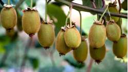 &Gamma;&epsilon;&omega;&rho;&gamma;&iota;&kappa;έ&sigmaf; &Pi;&rho;&omicron;&epsilon;&iota;&delta;&omicron;&pi;&omicron;&iota;ή&sigma;&epsilon;&iota;&sigmaf; &gamma;&iota;&alpha; &tau;&eta;&nu; &kappa;&alpha;&lambda;&lambda;&iota;έ&rho;&gamma;&epsilon;&iota;&alpha; &tau;&eta;&sigmaf; &Alpha;&kappa;&tau;&iota;&nu;&iota;&delta;&iota;ά&sigmaf; - imathiotikigi.gr