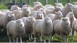 &Sigma;ί&mu;&omicron;&sigmaf; &Kappa;&epsilon;&delta;ί&kappa;&omicron;&gamma;&lambda;&omicron;&upsilon;: &Eta; &kappa;&tau;&eta;&nu;&omicron;&tau;&rho;&omicron;&phi;&iota;&kappa;ή &epsilon;&kappa;&mu;&epsilon;&tau;ά&lambda;&lambda;&epsilon;&upsilon;&sigma;&eta; &tau;&omicron;&upsilon; &mu;έ&lambda;&lambda;&omicron;&nu;&tau;&omicron;&sigmaf; &epsilon;ί&nu;&alpha;&iota; &laquo;έ&xi;&upsilon;&pi;&nu;&eta;&raquo;